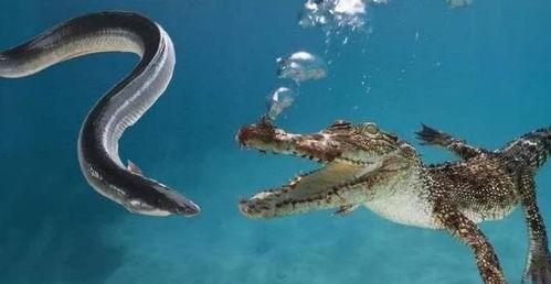 电鳗最新爆料视频,揭秘神秘事件内幕  第2张